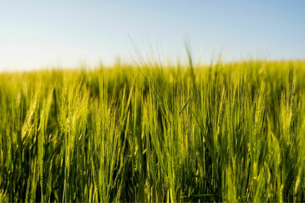 Champ de blé dur bio et local (Île-de-France)